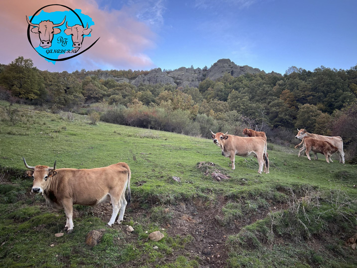 Características de la Carne de Vaca Casina