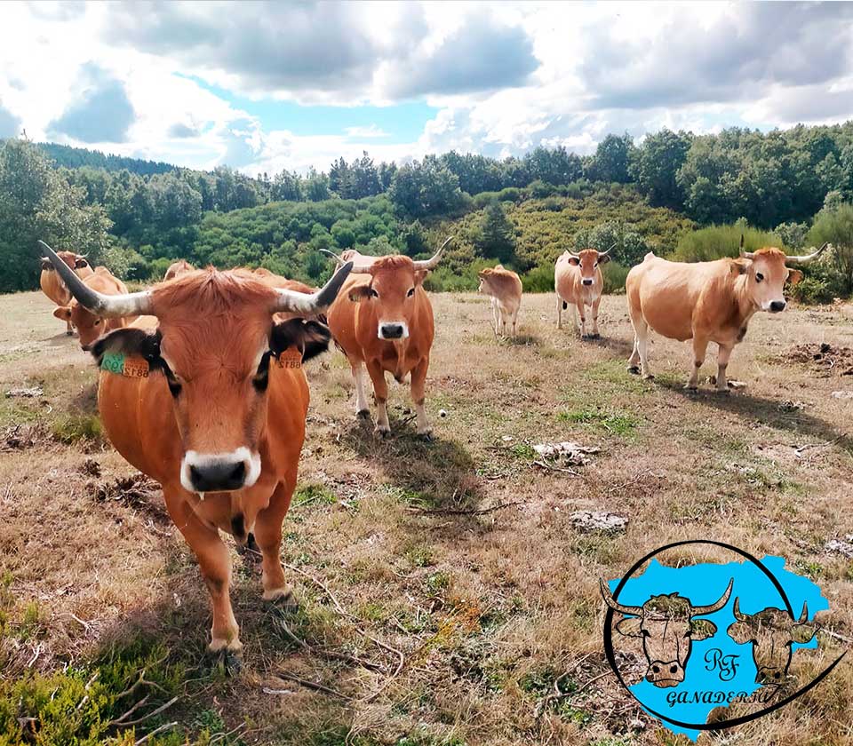 La vaca casina no solo es un recurso económico sino también un símbolo de la identidad cultural asturiana leonesa