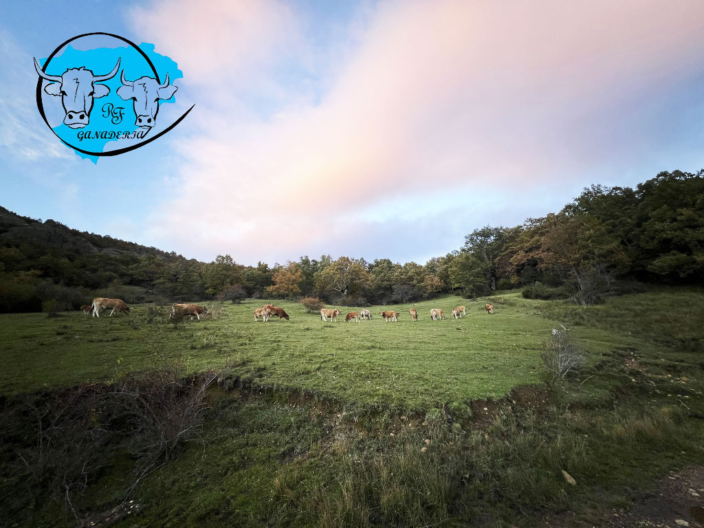 La vaca casina una raza autóctona que ha sido parte integral de la vida rural leonesa durante siglos